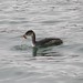 David Grebe Photo 15