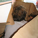 Janet Conti Photo 14