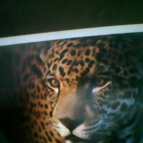 Jesus Preciado Photo 42