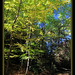 Dennis Forest Photo 9