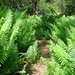 Fern Francis Photo 12