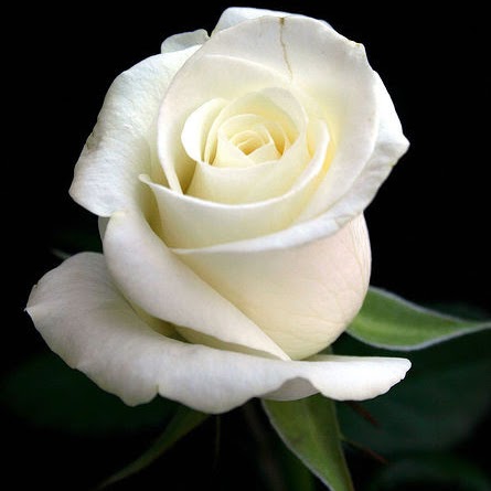 Syeda Hussain Photo 24