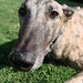 Cheri Nelson Photo 11