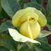 Patrick Rose Photo 22