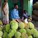Jack Fruits Photo 10