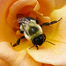 Ellis Peach Photo 9