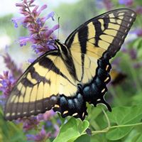 Julie Bloomquist Photo 19