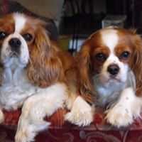 Ann Ritchie Photo 25