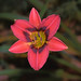 Tony Adair Photo 14