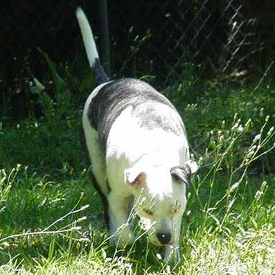 Robert Fifield Photo 5