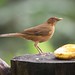 Robin Pickering Photo 12