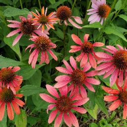 Julie Swenson Photo 32