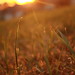 Sam Reid Photo 15