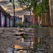 Robin Powell Photo 10