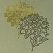 Dan Xu Photo 10
