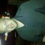Richard Corbett Photo 16