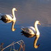 Geraldine Swan Photo 12