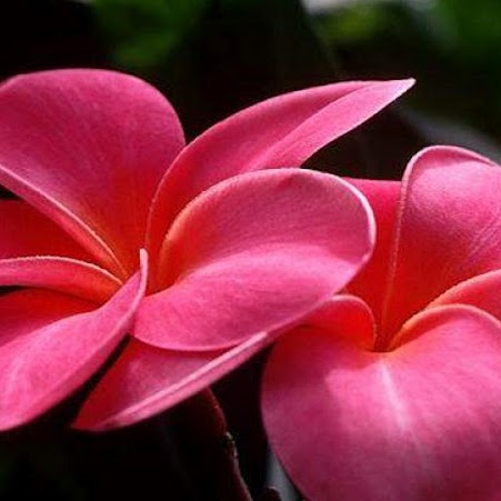 Amy Han Photo 21