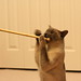Julia Fang Photo 15