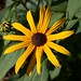 Susan Fine Photo 18