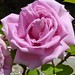 Rosa Conrad Photo 13