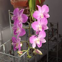 Patricia Klinger Photo 18