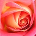 Rose Bowman Photo 17