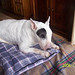 Inez Pedroza Photo 7