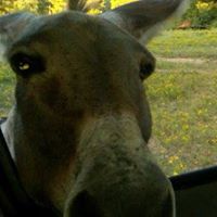 Debra Mccarter Photo 5