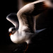 Richard Bach Photo 45
