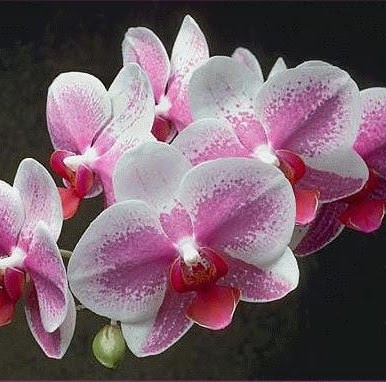 An Giang Photo 1
