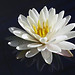 Lily Chang Photo 13