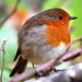 Jay Robins Photo 19