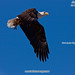 Tim Lester Photo 23