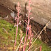 Dorothy Camp Photo 10