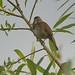 Harold Mann Photo 33