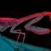 Donald Gonzales Photo 9