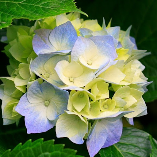Ellen Cooper Photo 35