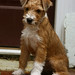 Ginger Russell Photo 26
