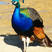 Cynthia Peacock Photo 19