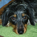 Darrel Foster Photo 11