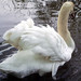 William Swan Photo 14