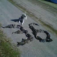 Ryan Hendrickson Photo 15