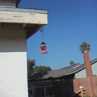Diane Grayson Photo 17