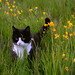 Susan Meadows Photo 40