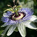 Sharon Lillie Photo 8