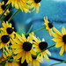 Susan Bright Photo 29