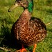 Sam Summers Photo 36