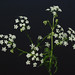Joy Keck Photo 4