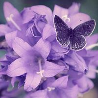 Heather Oakes Photo 27